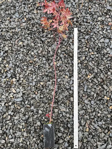 Miniatura 3 de Bloodgood Árbol de arce japonés rojo - Planta viva de 2 años - Acer palmatum 'Bloodgood' por - Japanese Maples and Evergreens
