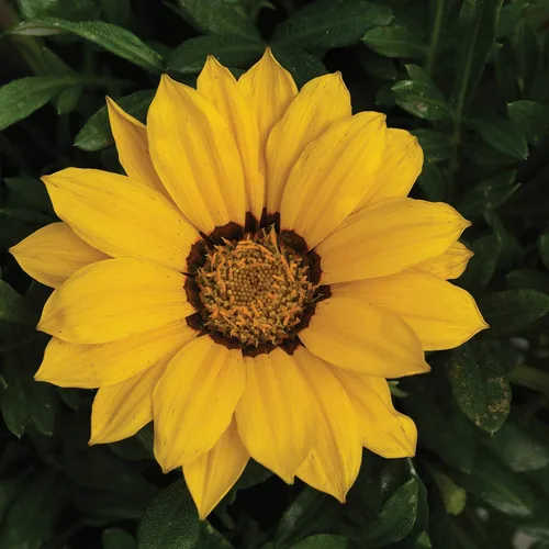 Miniatura 7 de Outsidepride Gazania Kiss - Plantas de jardín tolerantes al calor y la sequía y al suelo, 25 semillas