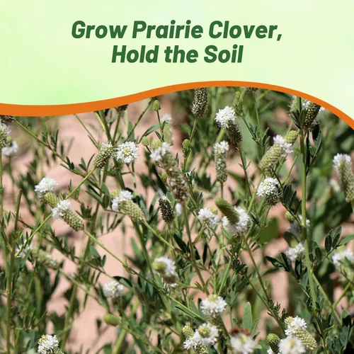 Miniatura 5 de Outsidepride Semillas de trébol de pradera blanca – 1/4 lb. Semillas perennes para plantar, fáciles de cultivar, tolerantes a la sequía y al calor