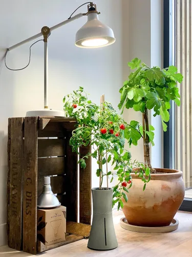 Miniatura 4 de Botanium Maceta hidropónica y automática para interiores, color gris