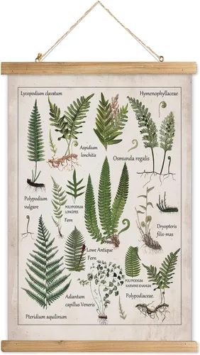 Miniatura 37 de XIAOAIKA Póster Educativo de Vida Silvestre de Seto Británico - Cuadro Ilustrado de la Naturaleza con Marco de Madera - Arte de Pared de Animales