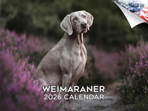 Miniatura 194 de Calendario 2025 2026 de cachorros Cocker Spaniel - Calendario mensual de pared de raza de perro - 12" x 24" abierto - Papel grueso sin sangrado