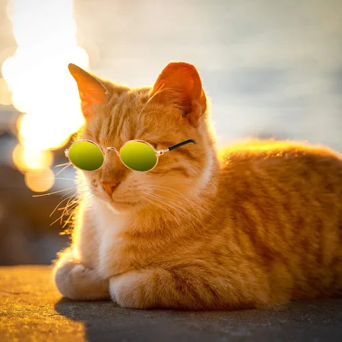 Miniatura 6 de 10 lentes de sol para gatos y perros, gafas divertidas para mascotas, redondas, de metal, pequeñas, clásicas, retro, para mascotas, hippie, lindo