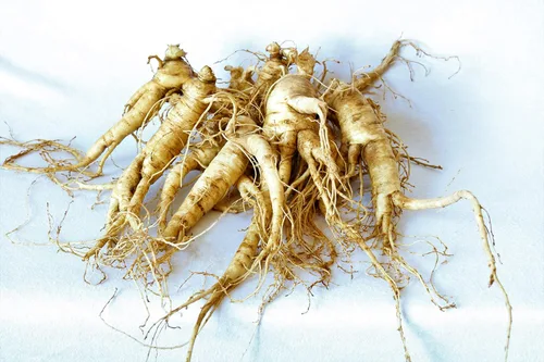 Raíces de trasplante de ginseng americano 4 años (calidad premium, plantas productoras de semillas) (5)
