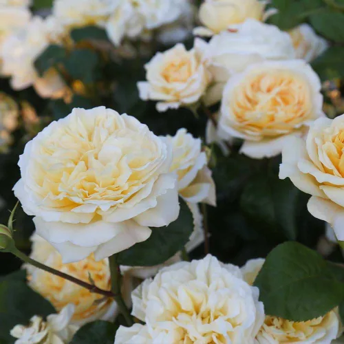 Miniatura 6 de Rosas de té híbridas de reliquia, planta de raíz propia viva para jardín al aire libre, Moonlight Romantica®, muy fragantes, zonas de rusticidad