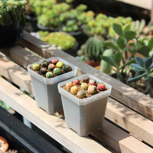 Miniatura 8 de Paquete de 60 macetas cuadradas de plástico pequeñas de 2.70 pulgadas, maceta para inicio de plantas y trasplante con orificio de drenaje