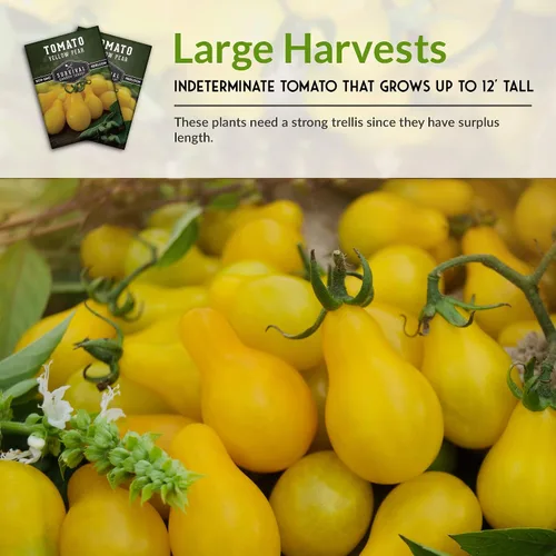 Miniatura 6 de Paquete de 2 semillas de tomate de pera amarilla para plantar, paquete con instrucciones para cultivar tomates dorados en tu huerto casero, variedad
