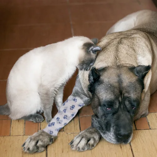 Miniatura 4 de Vendaje cohesivo para mascotas, cinta adhesiva autoadherente, rollos de gasa elástica multifunción, cinta veterinaria de primeros auxilios