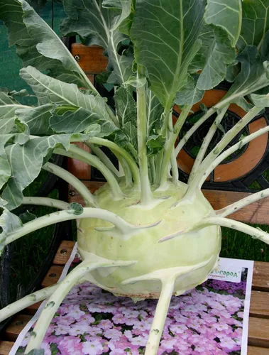 Miniatura 2 de Bienal Colinabo Gigante Col Verde No GMO Heirloom