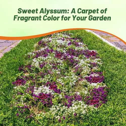 Miniatura 6 de Outsidepride 2000 Seeds Anual Alyssum Easter Bonnet Ground Cover & Flower Seed Mix
