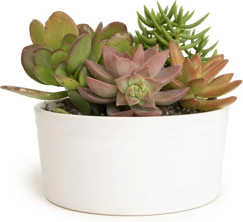 Miniatura 10 de Plantas suculentas viven en el jardín, plantas suculentas vivas, plantas vivas en maceta de color gris pardo, suculentas vivas, regalos únicos