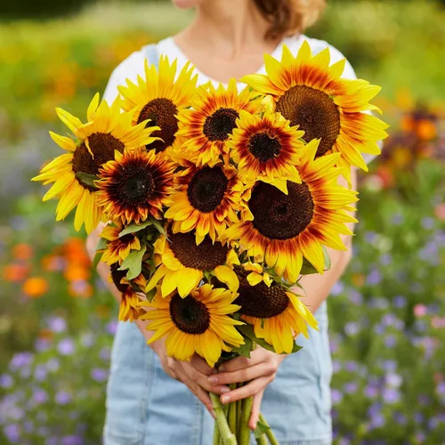 Miniatura 9 de Eden Brothers Semillas de girasol - Autumn Beauty