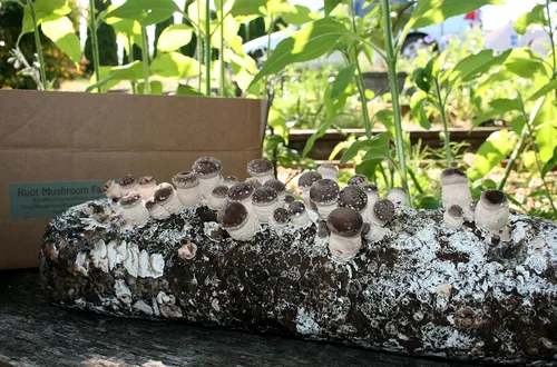 Miniatura 4 de Root Mushroom Farm - Kit de cultivo de hongos Shiitake: comienza de inmediato una vez recibido Shiitake marrón