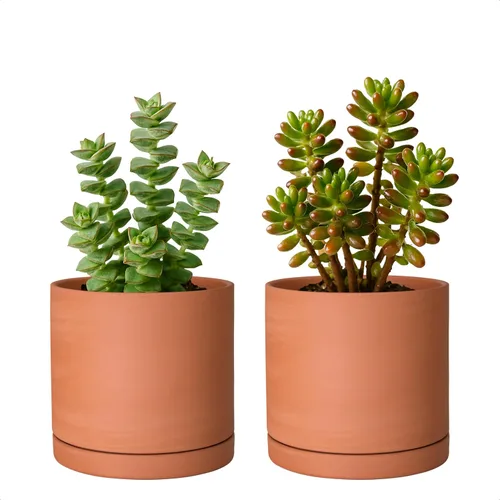 Miniatura 12 de D'vine Dev Maceta de Terracota Extra Pequeña de 4 Pulgadas con Orificio de Drenaje y Platillo, Maceta Cilíndrica Redonda para Plantas