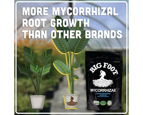 Miniatura 5 de Big Foot Mycorrhizae para Plantas, Plantas en Maceta y Jardines - Concentrado que se Disuelve Completamente en Agua, Fertilizante Orgánico Todo