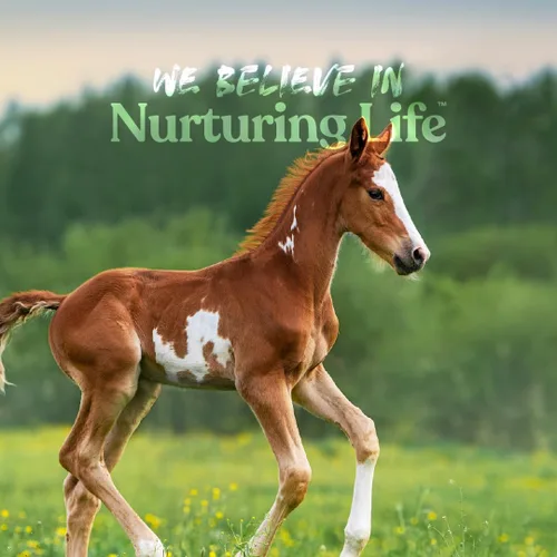 Miniatura 7 de Manna Pro Nurse All - Sustituto de leche multiespecie, ideal para terneros, corderos, cabras, potros, cerdos, llamas, crías de alpaca, cachorros