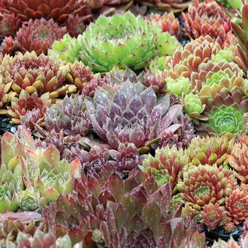 Miniatura 8 de Mountain Crest Gardens Sempervivum - Paquete variado de suculentas – 20 plantas de roseta vivas resistentes, sin repeticiones, enraizadas en macetas