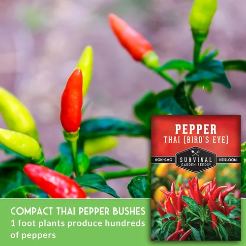 Miniatura 3 de Semillas de chile tailandés para plantar Pimientos picantes de ojo de pájaro – Chile picante sin OMG para cocina picante y jardines