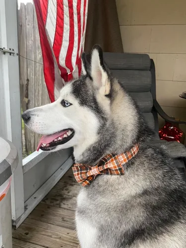 Miniatura 7 de Collar de Halloween para perro con moño de lionet paws - Lindo collar ajustable de moño de algodón para otoño con hebilla de metal para perro A: O &