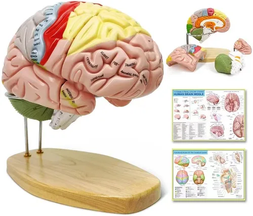 NEW HORIZON Modelo de cerebro humano para enseñanza de neurociencia con etiquetas 1.5 veces modelo de anatomía de tamaño natural para aprender