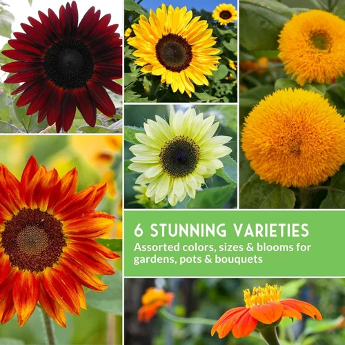 Miniatura 6 de Colección de semillas de girasol para plantar Paquete variado de 6 – Belleza otoñal, negro ruso, cereza de chocolate, oro solar, reina limón