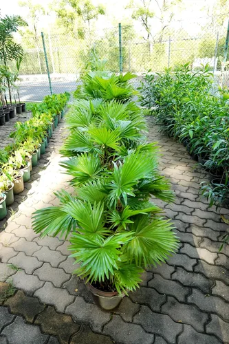 Miniatura 9 de 5 Green Saw Palmetto Serenoa Repens American Dwarf Palm Tree Arbusto de fruta comestible Semillas de sol o sombra