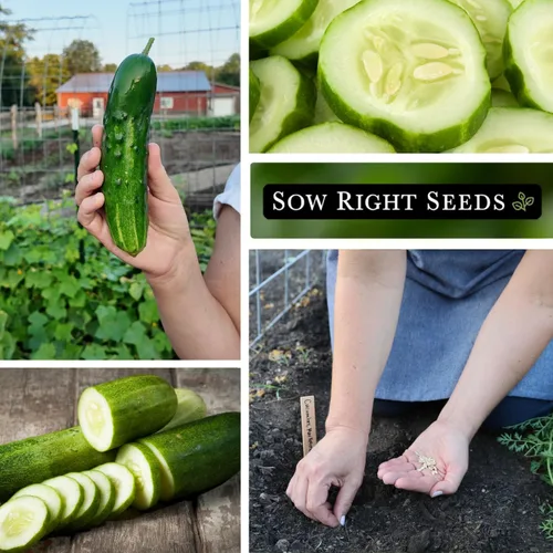 Miniatura 4 de Sow Right Seeds - Semillas de pepino Marketmore para plantar - Paquete de reliquia sin OMG con instrucciones para plantar y cultivar un huerto