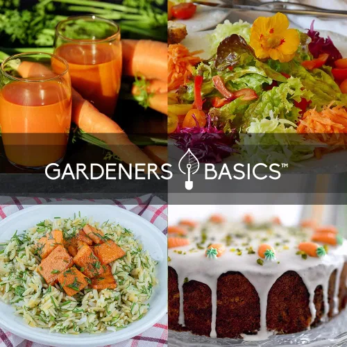 Miniatura 5 de Gardeners Basics, Semillas de zanahoria para plantar jardín en casa, paquete variado de 5 arcoíris, Imperator 58, Scarlet Nantes, Bambino y Royal