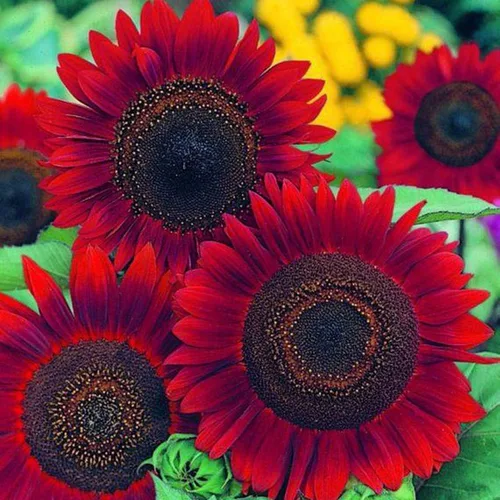 Red Sun Sunflower 50 semillas – Helianthus Annuus Flores para plantar, planta decorativa de polinización abierta sin OMG, semillas de girasol rojo