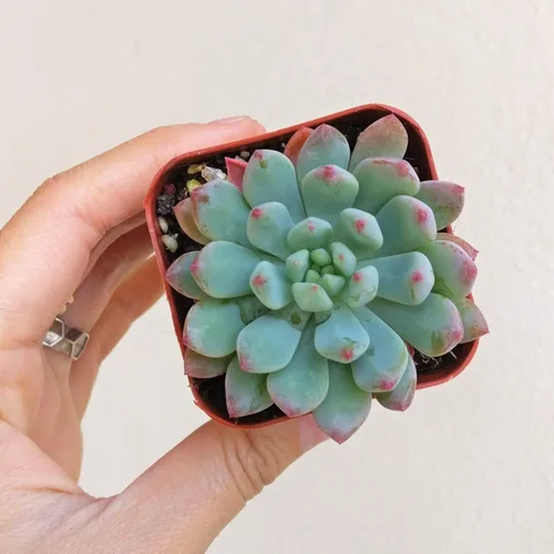 Miniatura 2 de Echeveria Sedeveria Blue Elf 2 pulgadas Suculenta saludable Echeveria Live Easy Care planta interior de casa, totalmente arraigada en tamaños