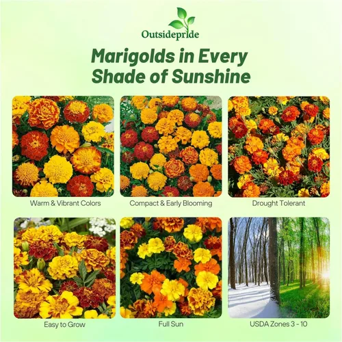 Miniatura 2 de Outsidepride Mezcla de Semillas de Caléndula Francesa - 1 Lb. Anuales, Compactas, Semillas de Flores Tolerantes al Calor y la Sequía para Plantar