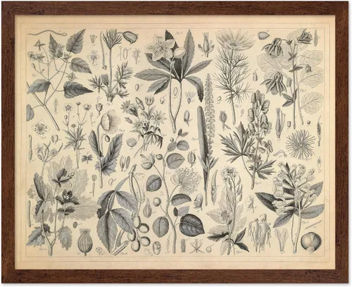 Miniatura 14 de Poster Master Póster Vintage de Plantas Cultivadas - Impresión Botánica Retro - Arte de Flores - Arte de Plantas - Regalo para Hombres y Mujeres