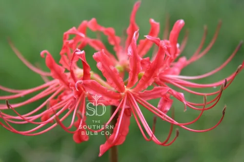 Miniatura 2 de The Southern Bulb Company - Bombillas de lirio rojo de araña roja (Lycoris Radiata), perenne que florece en otoño, perfecto para climas del sur
