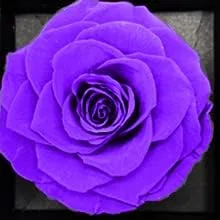 Miniatura 2 de Joyero de rosas eternas preservadas morado
