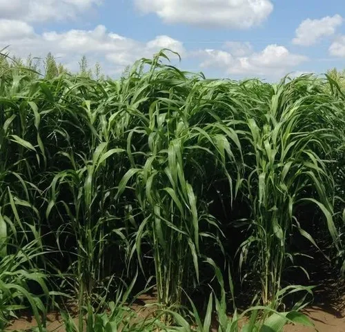 Miniatura 2 de Sorghum Sudangrass Sugar Grazer II Semilla (50 libras)