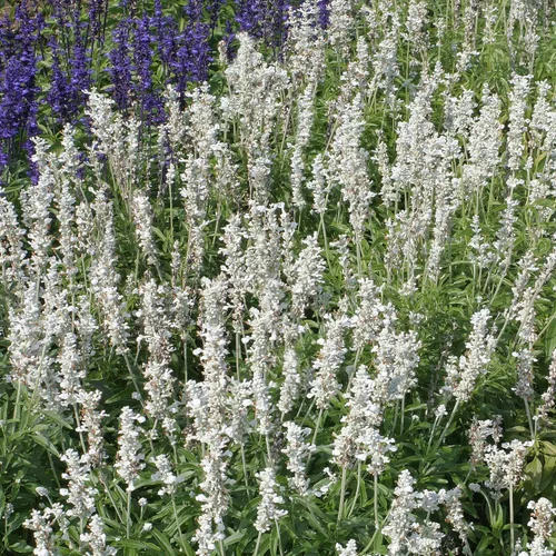 Miniatura 7 de Outsidepride White Victory Semillas de Salvia – 1000 piezas de semillas de salvia perennes, compactas, de floración pesada y tolerantes a la sequía