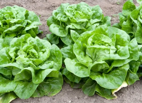 Miniatura 6 de Seeds May Queen Butterhead Lechuga sin OMG reliquia