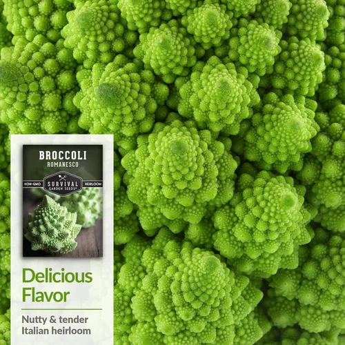 Miniatura 4 de Romanesco - Semillas de brócoli para plantar, vegetales exóticos italianos tradicionales con cabezas en espiral únicas, alto rendimiento, cultivo