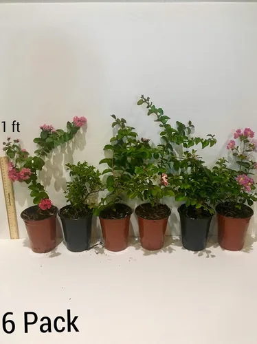 Miniatura 3 de Zuni Crepe Myrtle Trees – Blooms Blancos – Contenedores de cuartos – Sistema de raíces fibras – Crecido por Crape Myrtle Guy – Plantas vivas – 1 pie