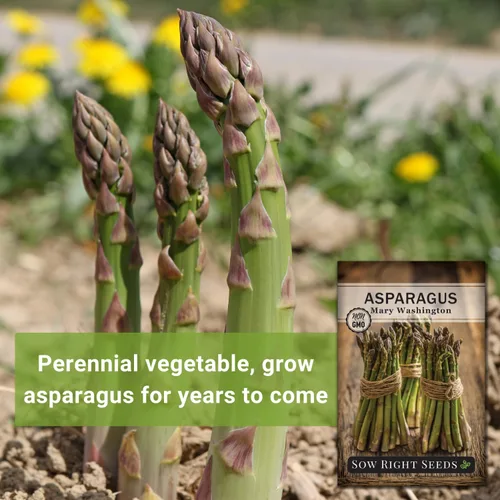 Miniatura 5 de Sow Right Seeds - Semilla de espárragos Mary Washington para plantar - Paquete de reliquia sin OMG con instrucciones para plantar un huerto