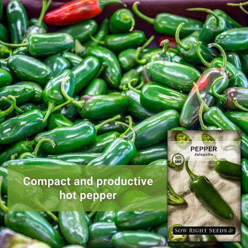 Miniatura 3 de Sow Right Seeds - Semilla de pimiento jalapeño para plantar - Paquete de reliquia sin OMG con instrucciones para plantar un huerto en el hogar al