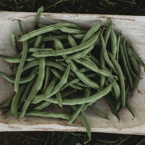 Miniatura 2 de Blue Lake Pole Bean - 25 semillas – Variedad Heirloom Snap, cultivadas en Estados Unidos, semillas de frijol verde sin OMG para plantar al aire