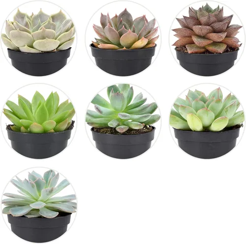 Miniatura 4 de Arcadia Garden Products Mini suculentas variadas en vivo en maceta de cultivo de 2 pulgadas, paquete de 28, verde (LV67). No se puede enviar a