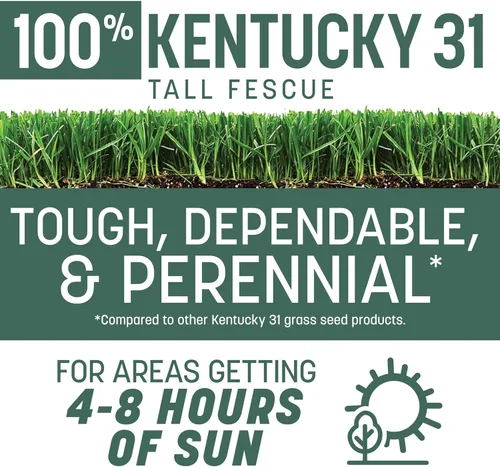 Miniatura 2 de Pennington Kentucky 31 Semilla de Césped Festuca Alta Penkoted 7 lb