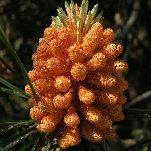 Pinus Pinaster (pino marítimo, pino racimo), apariencia atractiva, follaje de hoja perenne, semillas de MySeeds.Co, elige la cantidad (0.5 onzas)
