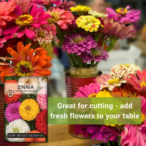 Miniatura 5 de Sow Right Seeds - Mezcla de semillas de zinnia de los Gigantes de California para plantar - Paquete de reliquia sin OMG para cultivar tu jardín