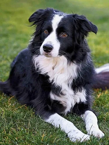 YEEIFFD Pintura de diamante redondo Border Collie Dog DIY Rhinestone bordado arte adulto por número, kit de manualidades para decoración del hogar,