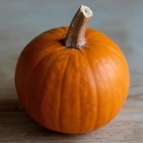 Miniatura 2 de Seed Needs Semillas de calabaza para plantar calabazas pequeñas de tarta de azúcar, semillas de verduras sin OMG y sin tratar para plantar un huerto