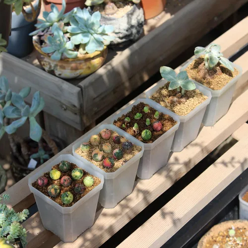 Miniatura 7 de Paquete de 60 macetas cuadradas de plástico pequeñas de 2.70 pulgadas, maceta para inicio de plantas y trasplante con orificio de drenaje