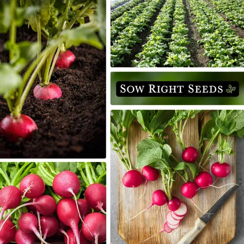 Miniatura 4 de Sow Right Seeds - Semilla de rábano Champion para plantar - Paquete de reliquia sin OMG con instrucciones para plantar un huerto casero - Cultiva